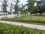 临沂市城管局园林环卫中心打造节点“花境” 增“色”又添“景”