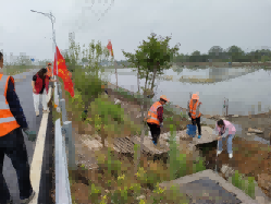 高淳阳江镇：凝聚巾帼志愿力量 助力环境卫生整治