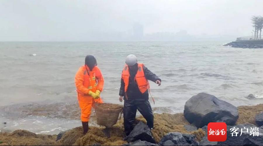 海口园林环卫系统开展海岸线海草清理工作