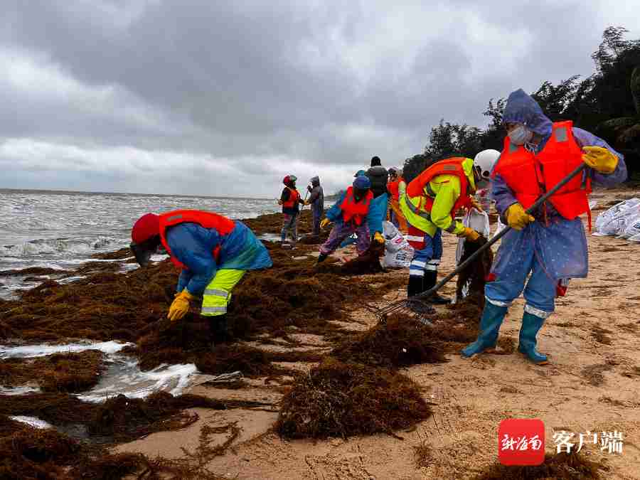 海口园林环卫系统开展海岸线海草清理工作