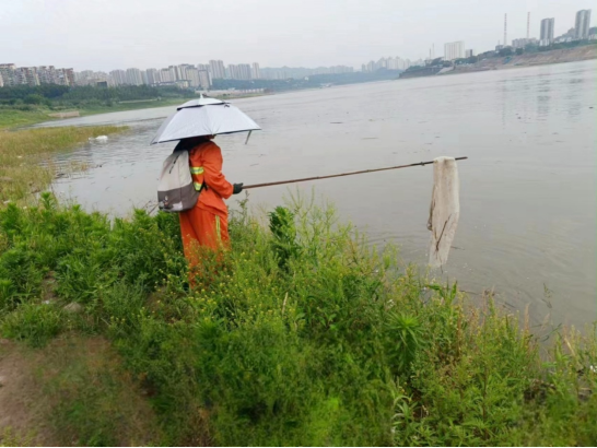 重庆南岸区：加强长江沿岸环境卫生治理 “绣”出滨江风景带