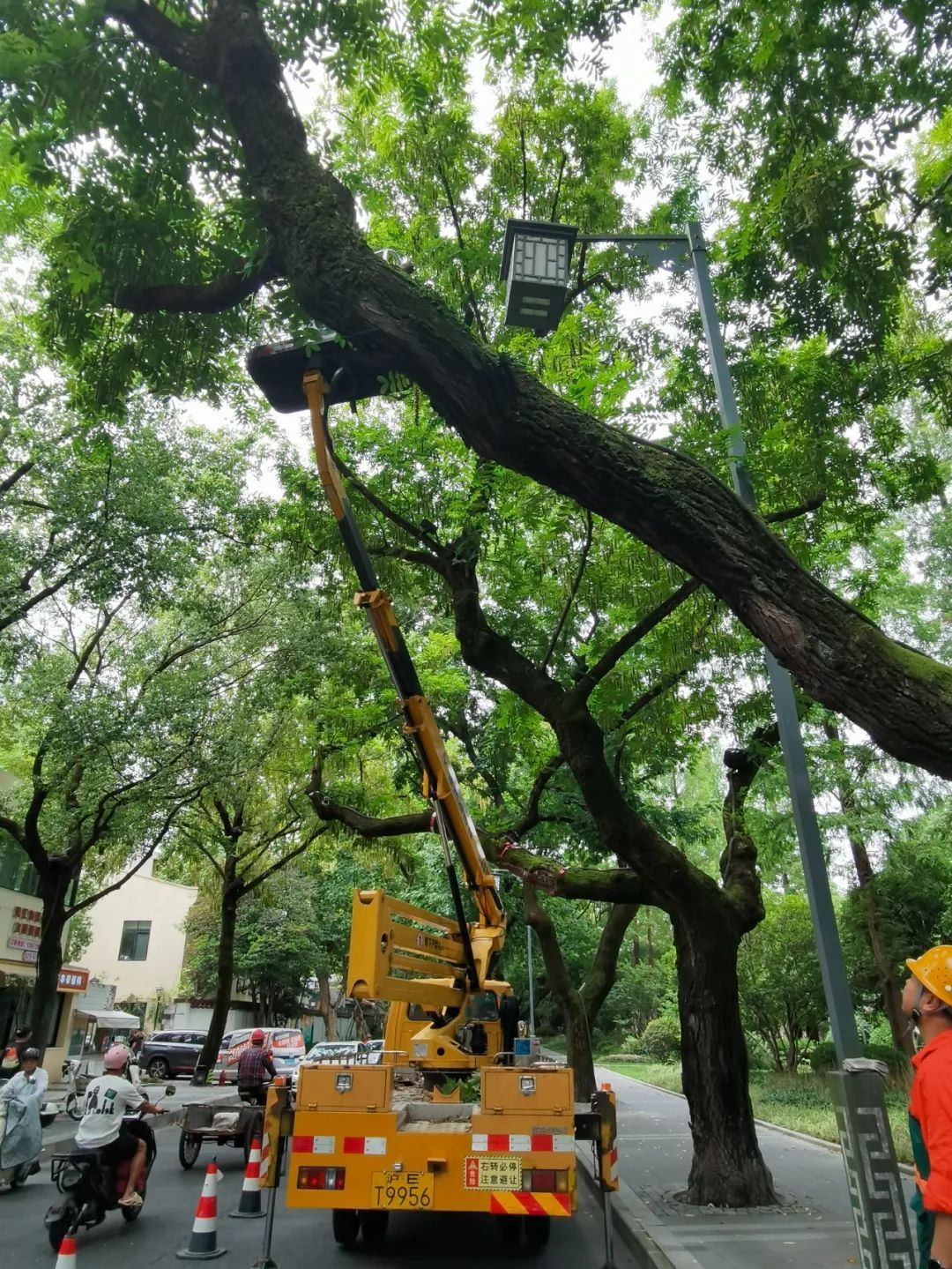 清理窨井、修剪树枝，松江环卫园林工人全力备战台风