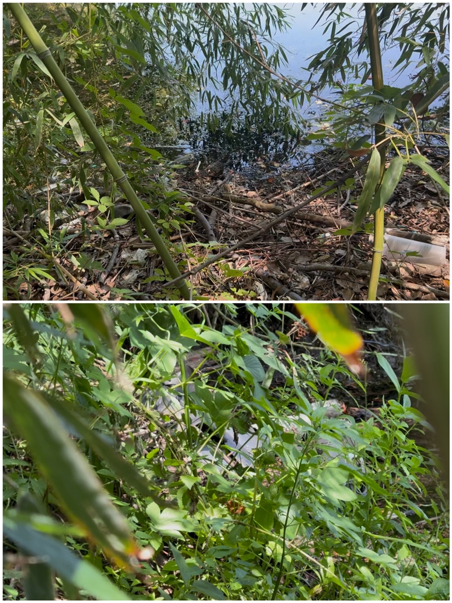 夏令行动 |河道垃圾竟如此处置？打捞上来的水草随意堆在岸边，高温腐臭难忍